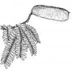 Brachystegia boehmii