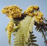 Brachystegia boehmii