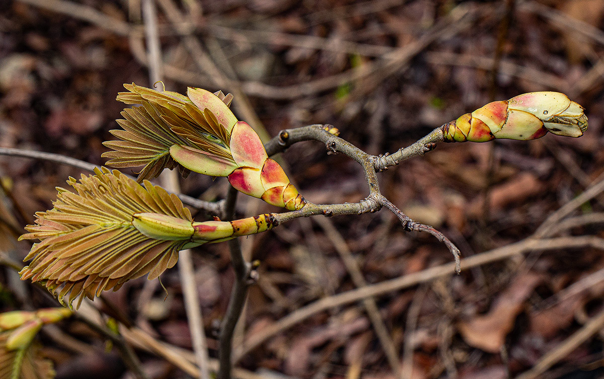 Brachystegia boehmii