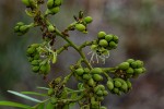 Brachystegia boehmii