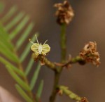 Brachystegia boehmii