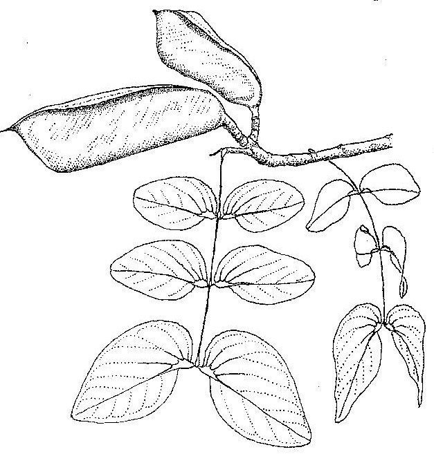 Brachystegia spiciformis