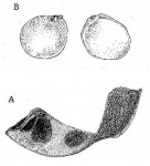 Brachystegia spiciformis