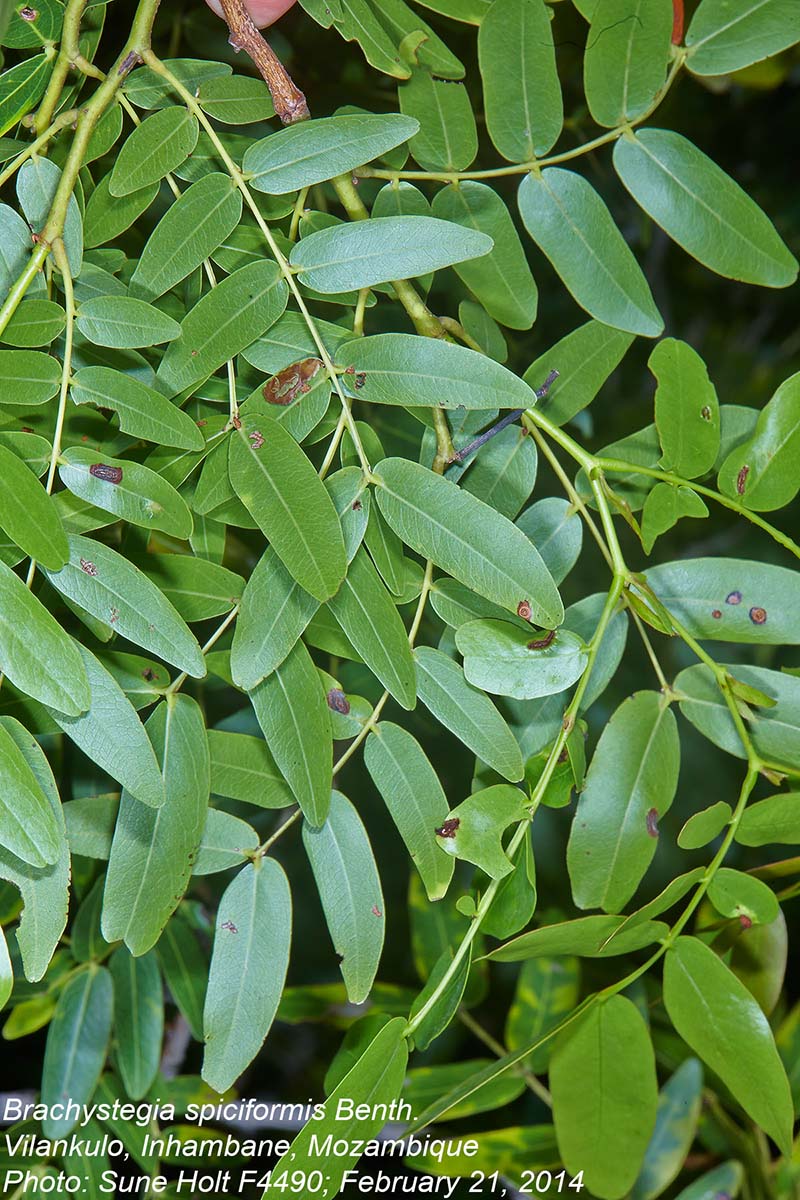 Brachystegia spiciformis