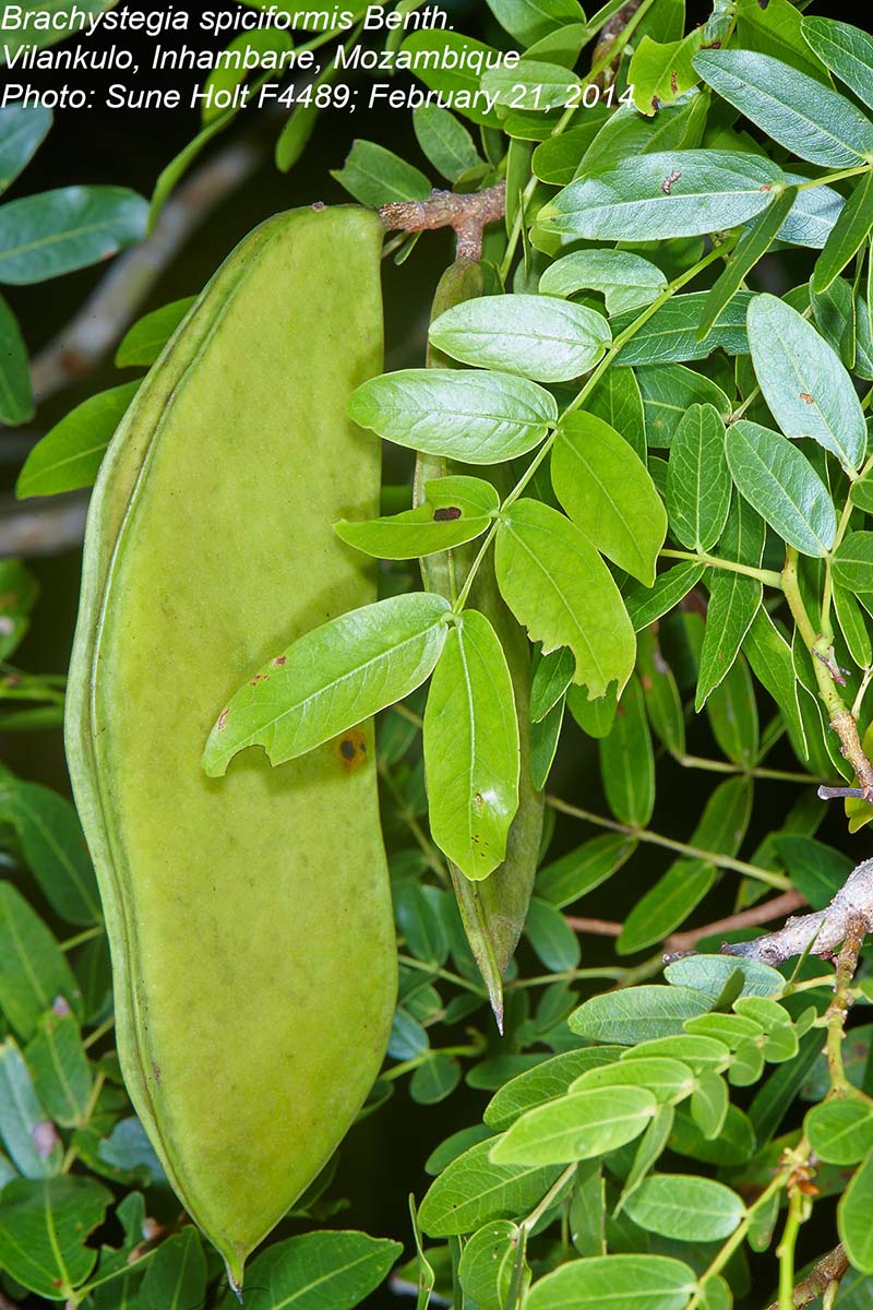 Brachystegia spiciformis