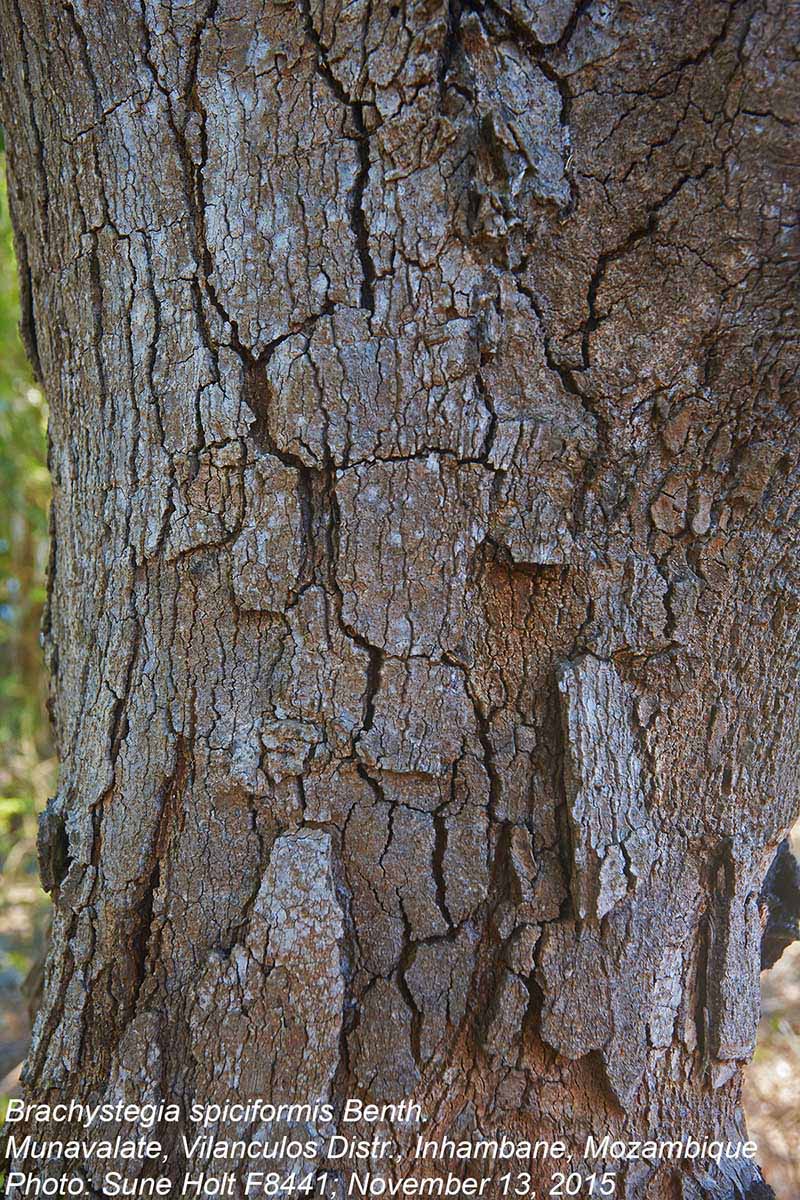 Brachystegia spiciformis