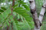 Brachystegia utilis