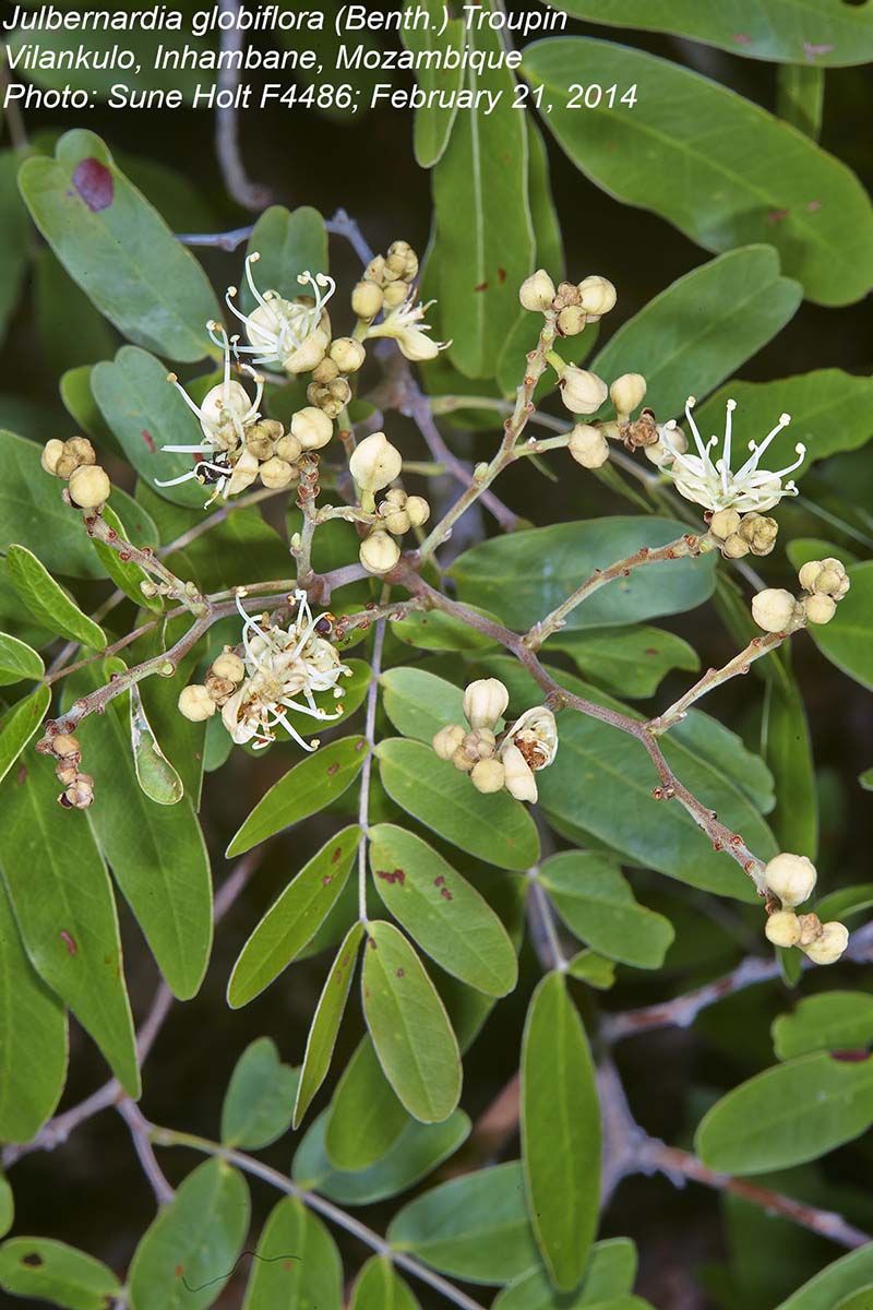 Julbernardia globiflora