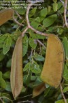 Julbernardia globiflora