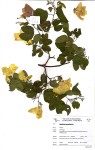 Bauhinia tomentosa