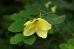 Bauhinia tomentosa