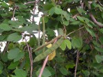 Bauhinia tomentosa