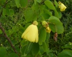 Bauhinia tomentosa