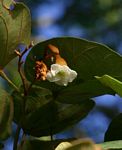 Piliostigma thonningii