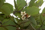 Piliostigma thonningii