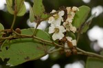 Piliostigma thonningii