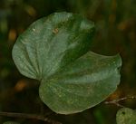 Piliostigma thonningii