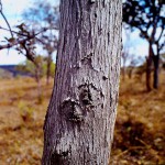 Piliostigma thonningii