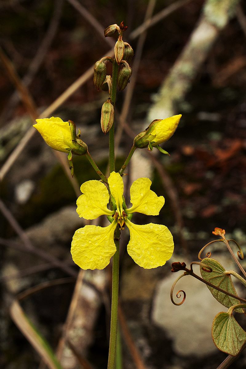 Tylosema fassoglense