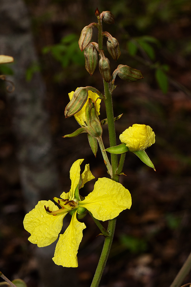 Tylosema fassoglense