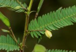 Chamaecrista mimosoides