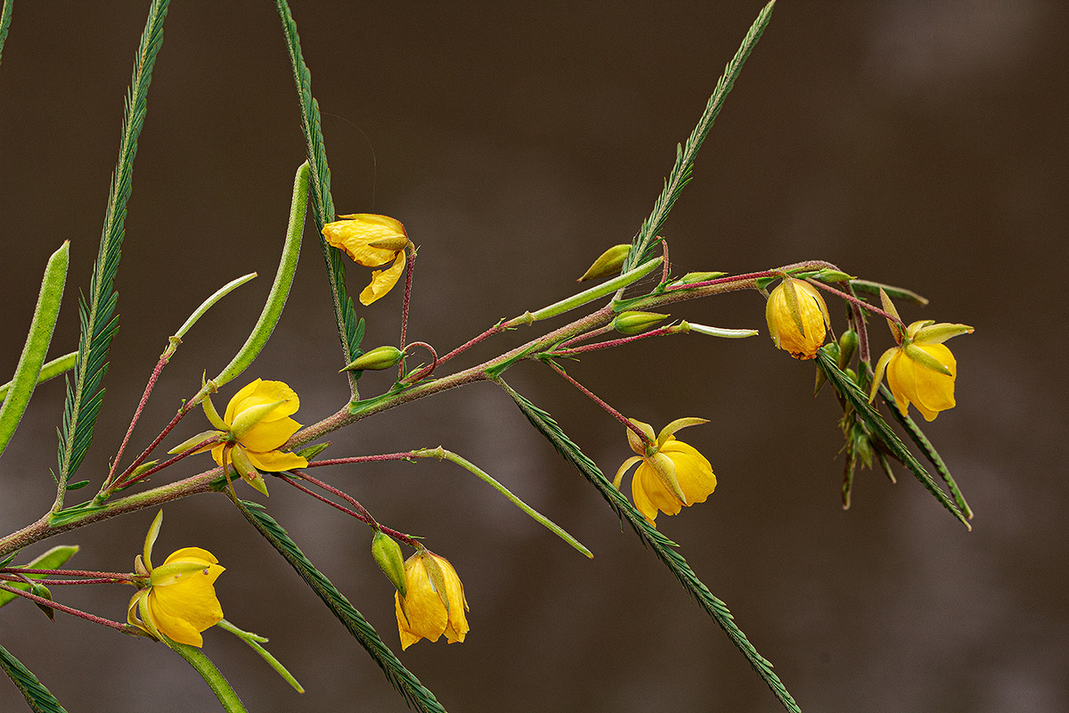 Chamaecrista mimosoides