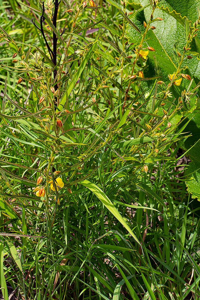 Chamaecrista mimosoides