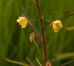 Chamaecrista mimosoides