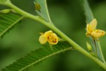 Chamaecrista stricta