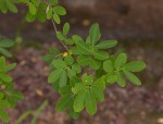 Senna bicapsularis