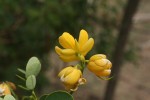 Senna bicapsularis