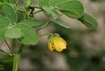 Senna obtusifolia