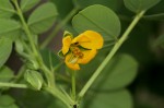 Senna obtusifolia