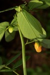 Senna obtusifolia