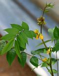 Senna occidentalis