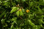 Senna occidentalis