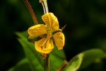 Senna occidentalis