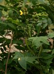 Senna occidentalis