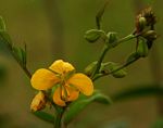 Senna occidentalis