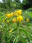 Senna septemtrionalis