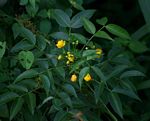 Senna septemtrionalis