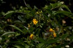 Senna septemtrionalis