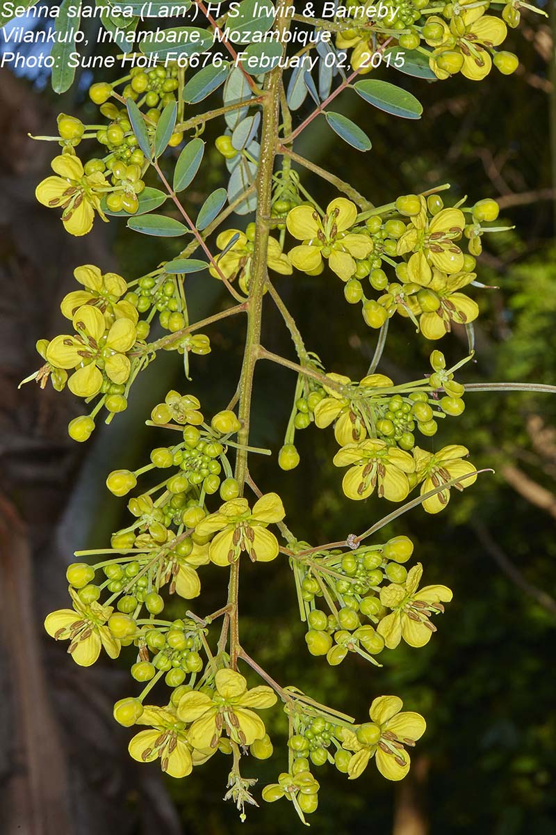 Senna siamea