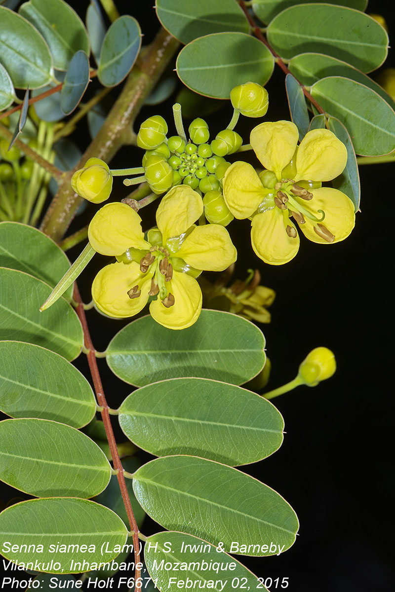 Senna siamea