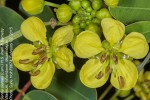 Senna siamea