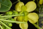 Senna siamea