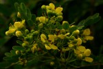 Senna siamea