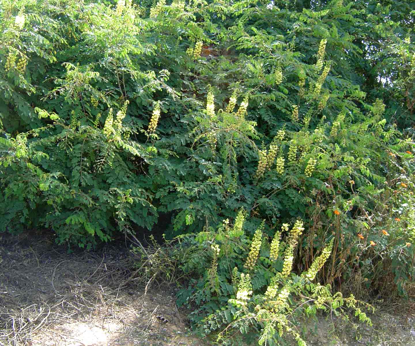 Caesalpinia decapetala