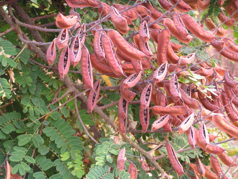 Caesalpinia decapetala