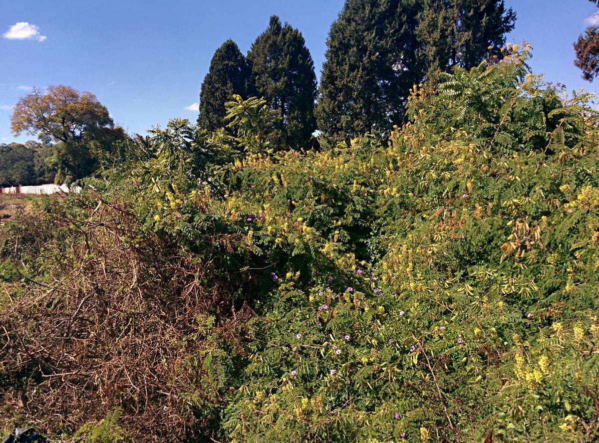 Caesalpinia decapetala